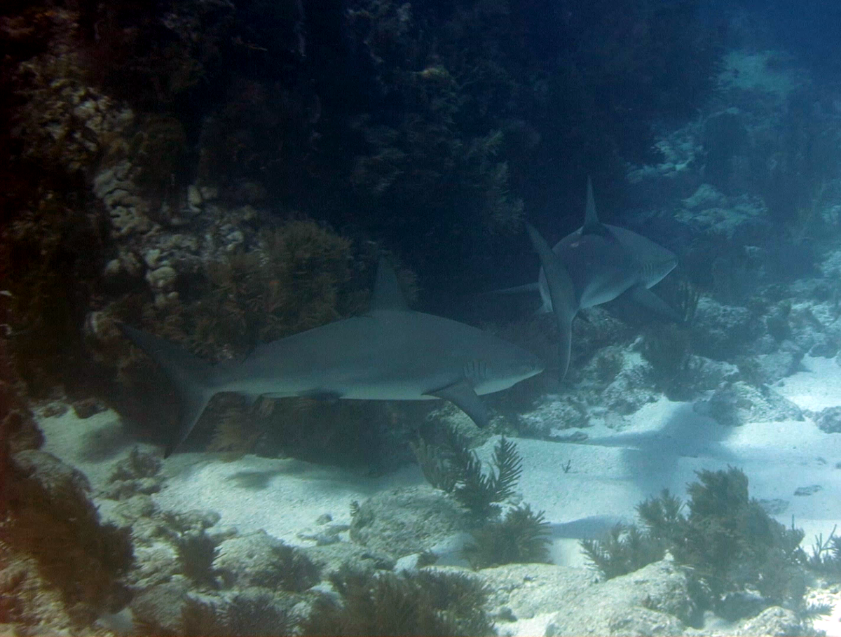 RelaxInKeyWest's tweet photo. RelaxInKeyWest: sioulmor: RT WorldAdvDivers: Shark #Shark Shark! #Scubadiving #KeyLargo #FloridaKeys #LoveFL #uwph… https://t.co/lWEqLa9cZ7