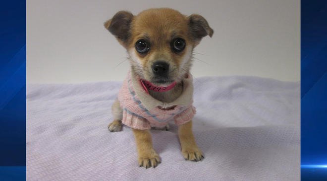 Pop Tart Shiba Inu Chihuahua Meet Petoftheweek Pop Tart