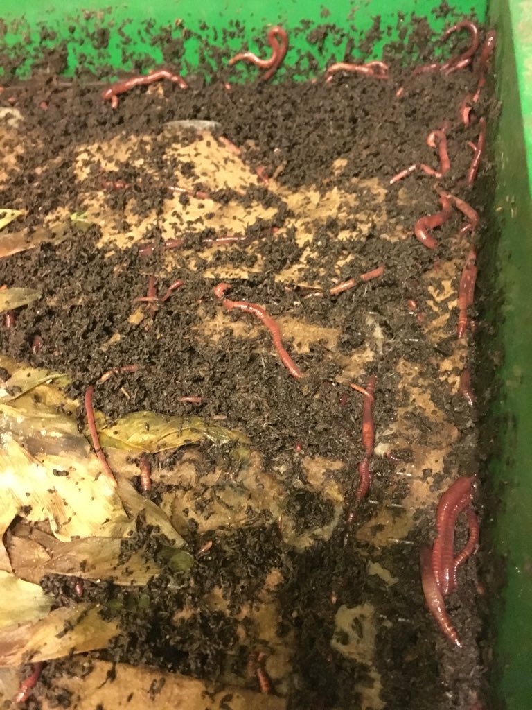 IncredibleJayne's tweet image. #wormcomposting on a #Thursday #night #urbanfarming