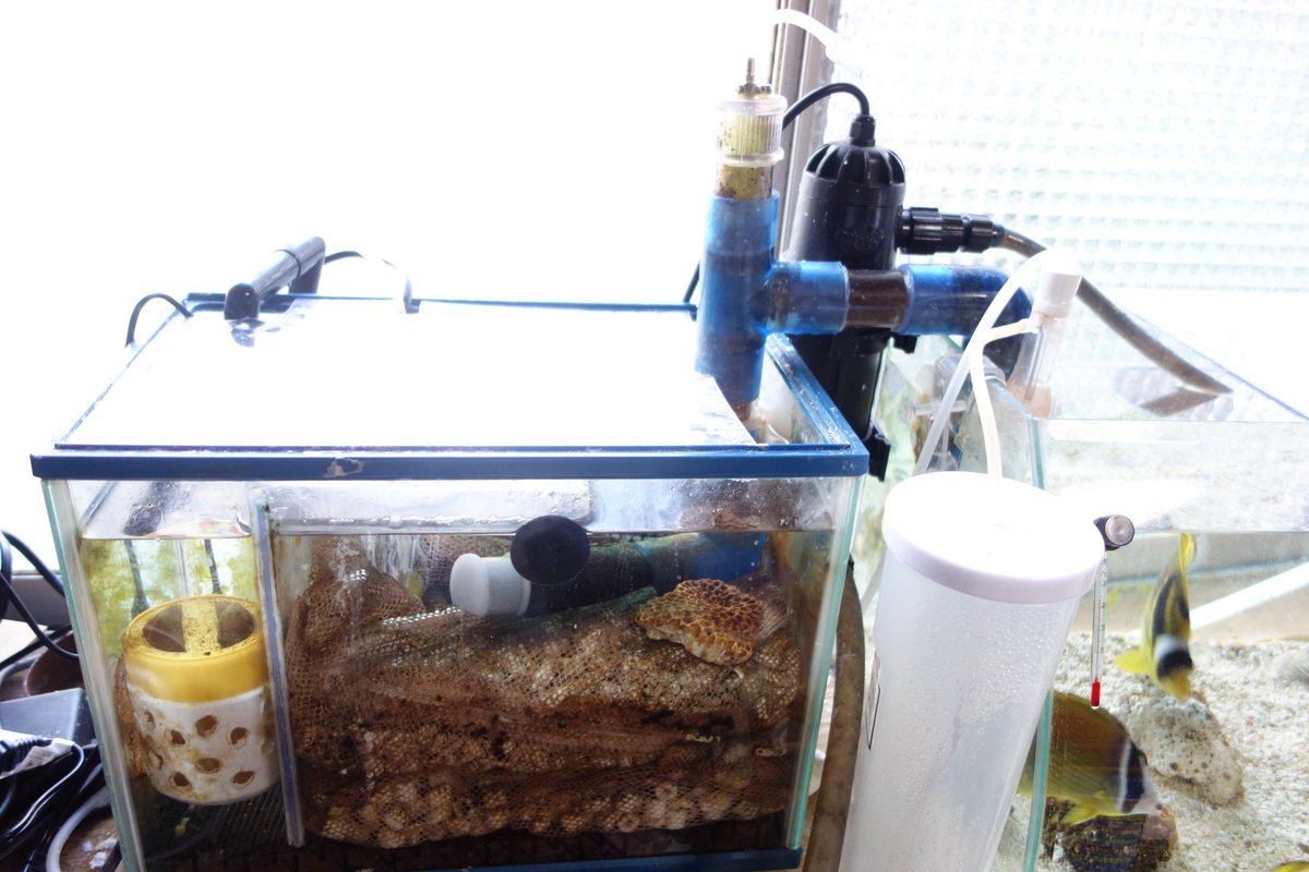 G River 今日の水槽 と きたない自作濾過槽 水槽の蓋 だけじゃブクブク飛沫の塩害を回避できなくて 内側にもういっこなんかプラ容器の蓋的なもので泡止めを作ってかぶせました 濾材は掃除しなくていいとかした方がいいとか色々書いてあってよくわかん G River 今日の水槽 と きたない自作濾過槽 水槽の蓋 だけじゃブクブク飛沫の塩害を回避できなくて 内側にもういっこなんかプラ容器の蓋的なもので泡止めを作ってかぶせました 濾材は掃除しなくていいとかした方がいいとか色々書いてあってよくわかん