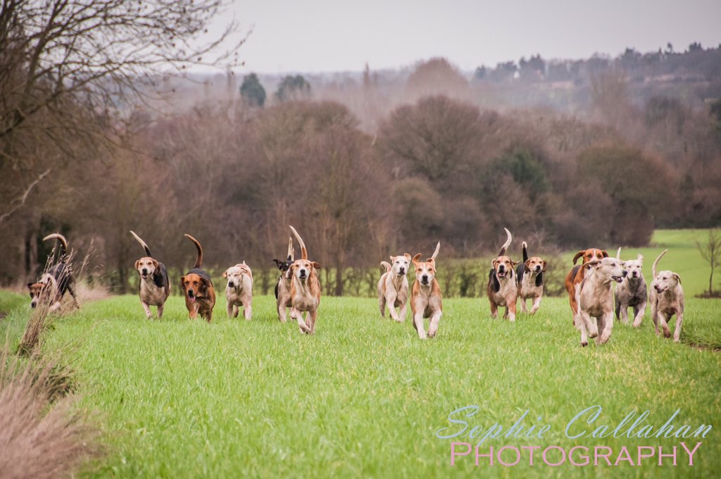 Thanks to <a href="/SophiecCallahan/">Sophie Callahan</a> for these great shots of the Essex Farmers and Union on New Year's Day. Great #hounds