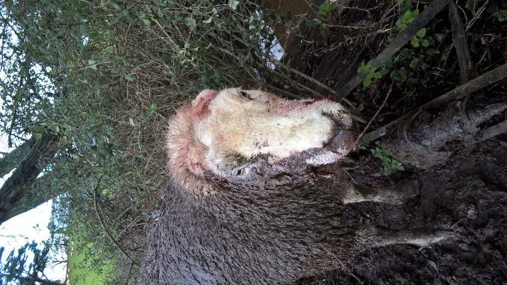 PhillipaFarmVet's tweet photo. I euthansed ewe 2day after a pet dog off lead &out of control had bitten off her ears & fractured jaw #anydogcapable https://t.co/TES8gCN3t2
