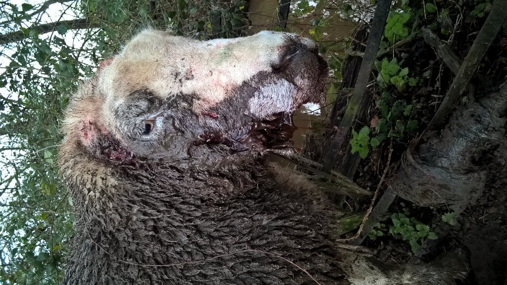 PhillipaFarmVet's tweet photo. I euthansed ewe 2day after a pet dog off lead &out of control had bitten off her ears & fractured jaw #anydogcapable https://t.co/TES8gCN3t2