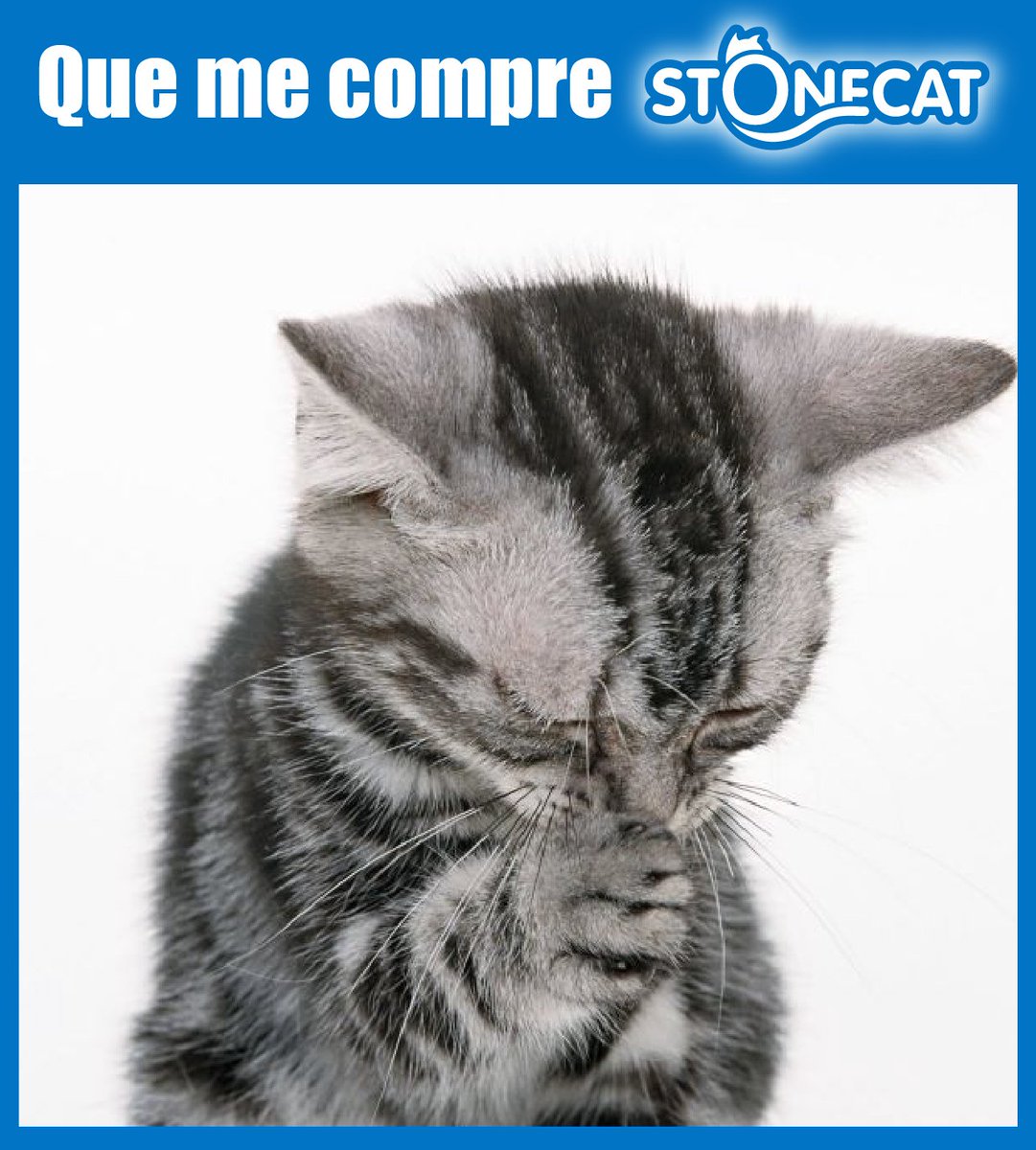 StonecatOficial's tweet photo. Tu gato cuando salis de tu casa...

#Stonecat #PrayingCat #CatLovers #QueremosStonecat https://t.co/N2cC1YzyRf