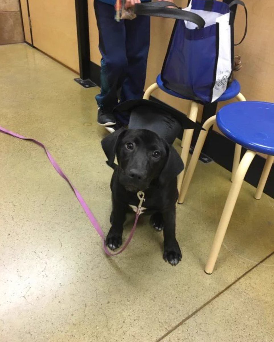 educ_canin's tweet photo. When your dog graduates from obedience training #puppygoals 😍 https://t.co/V1ic67rmwE