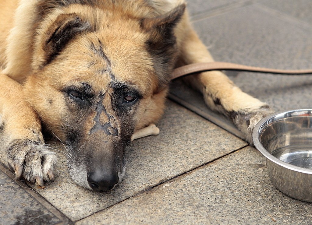 FBI is now considering animal abuse a Class A felony: bit.ly/1Jx7CnA