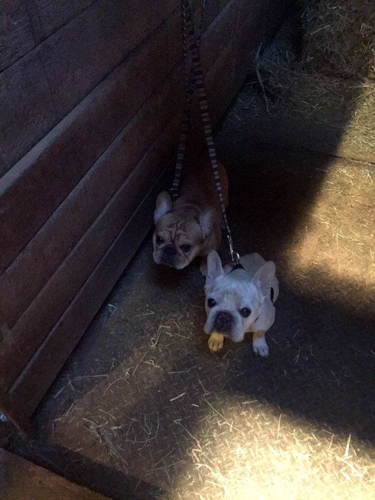 LoveMajewski's tweet photo. #patchesthepony meets the boys @TeamWinstonLove &amp; #ManoloMajewski https://t.co/OdBp6TLRug