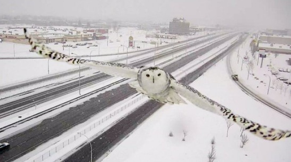 BillBellis's tweet photo. Snow owl flies right in front of a traffic camera in Montreal. So cool.. @fox32news https://t.co/FGgemzAtF8