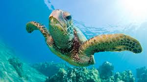 Want to swim with #Maui's Green Sea #Turtle? blog.sailtrilogy.com/a-guide-to-sno…