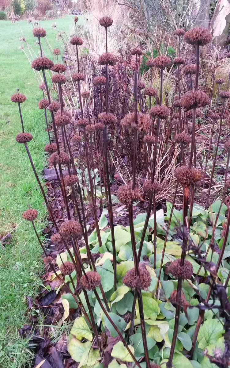 Littleashgarden's tweet image. Phlomis russeliana #winterstructure