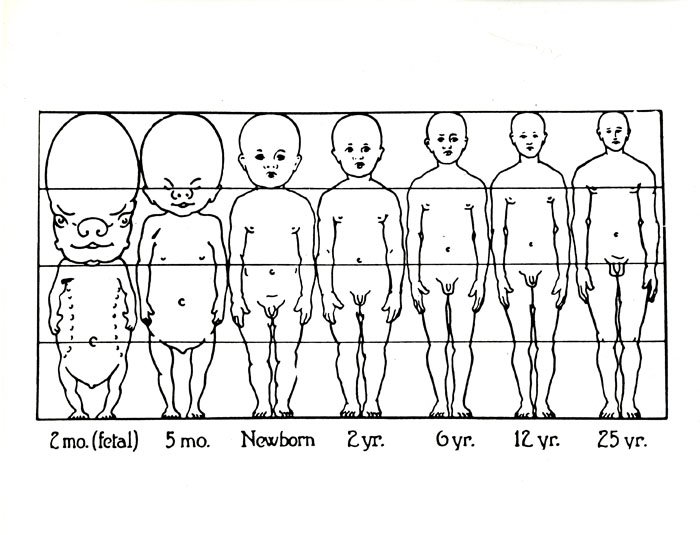 Изменения роста ребенка. Изменение пропорций тела в онтогенезе. Возрастные изменения пропорций тела человека. Пропорции тела организма человека в онтогенезе. Возрастные изменения пропорций человек.