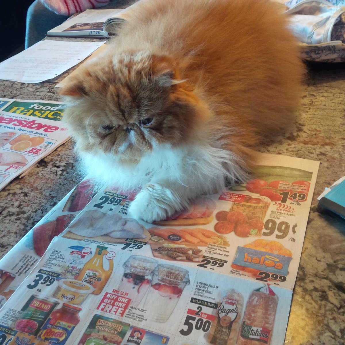 TempeltonJ's tweet photo. What's on sale this week? #makemylist #smartshopper #meow https://t.co/7nQaSZwhUi