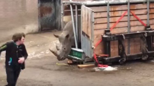 Oei: Neushoorn laat verzorgers Dierenpark Emmen goed schrikken bij verhuizing. - bit.ly/1OdyeGS