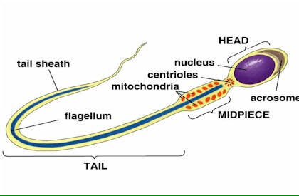 babyymaker's tweet photo. #sperm https://t.co/rJwWtuyCQn