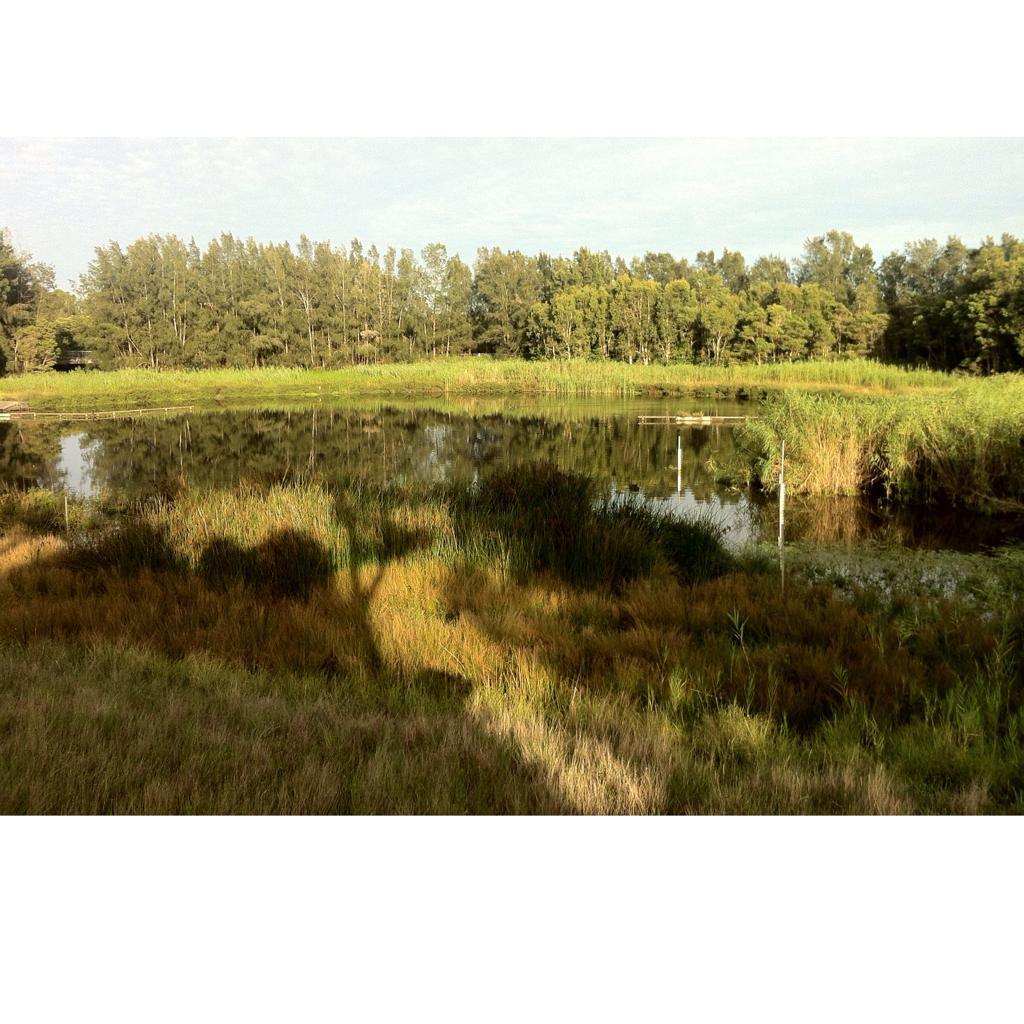Mozziebites's tweet image. Good morning! Nice to see some sunshine over the #wetlands of @olympicpark_syd today! #welcomebacksummer