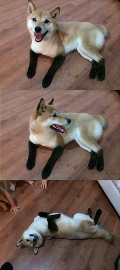 @JoshPeltier @ooah @thejanicexxx I've always wanted to get the pet safe hair dye & turn Dagny into a