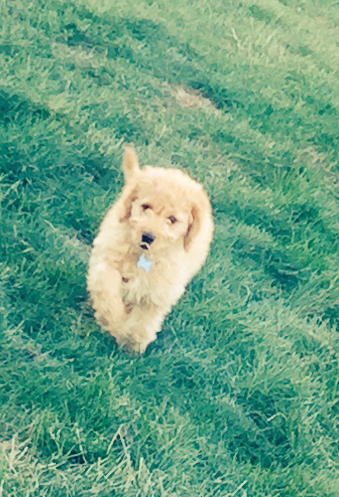 ycpsisters's tweet photo. Meet Dash or Dasher-came home just in time to help #Santa! He is today's #ycp #minigoldendoodle #puppyaunt https://t.co/rRi2BAPWAR