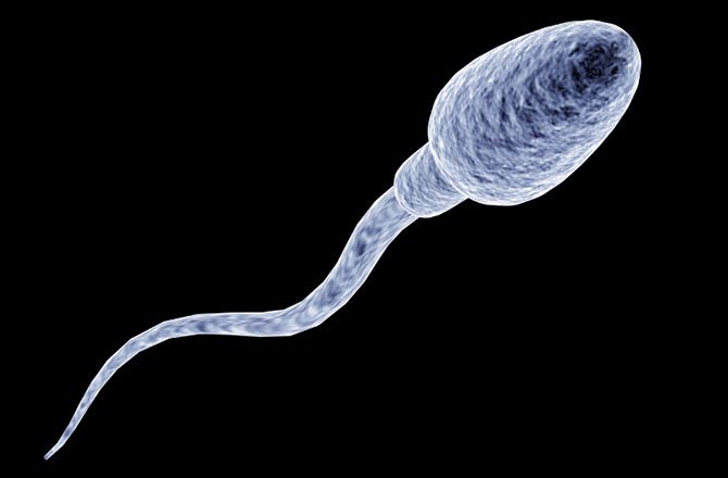 babyymaker's tweet photo. also the males reproductive system's job is to hold the sperm cells and make more sperm cells! https://t.co/OElXRrvSFd