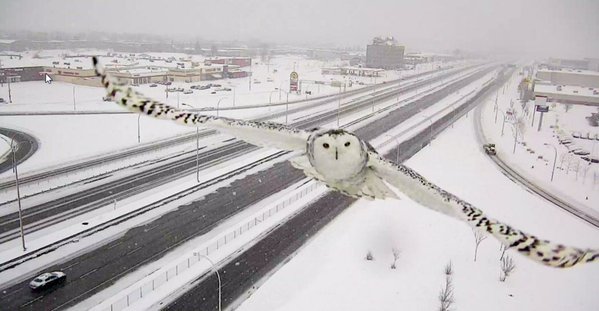 Beautiful! A traffic camera in Montreal captured this snowy owl soaring by. --->nbc4i.co/1OPPZS6