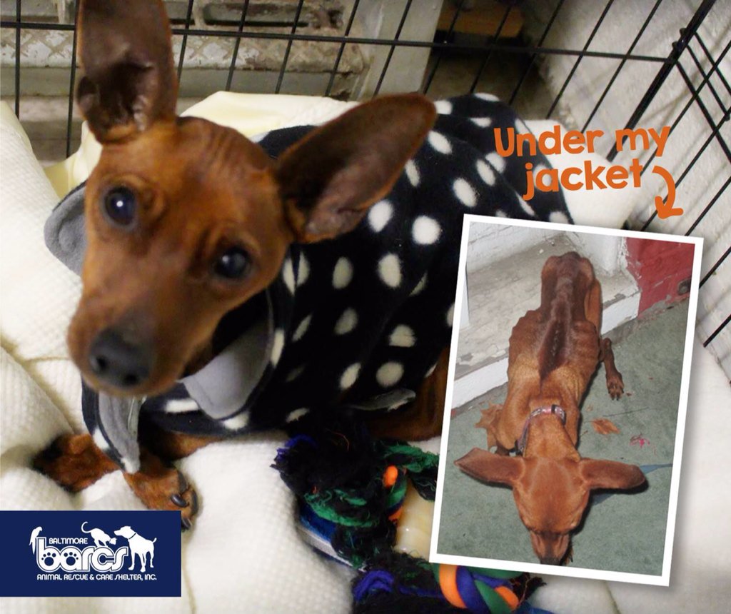 LaurenCookWMAR's tweet photo. Please share! #helpThor @BARCS_SHELTER https://t.co/oyyj8Q6vgy @ABC2NEWS https://t.co/nkft0SOvla