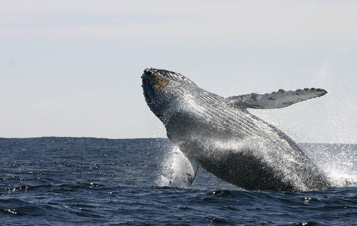 chiletravel's tweet photo. The whale, the pudú, the puma and the King penguin are just four animal species that you can see in #Chile. https://t.co/a1oLugfFg7