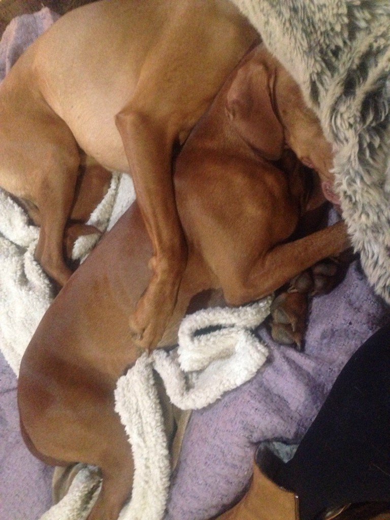 crazyaboutdogsc's tweet photo. Sweet cuddly dreams jasper &amp; Freya 🐾 https://t.co/smHITvo9PN