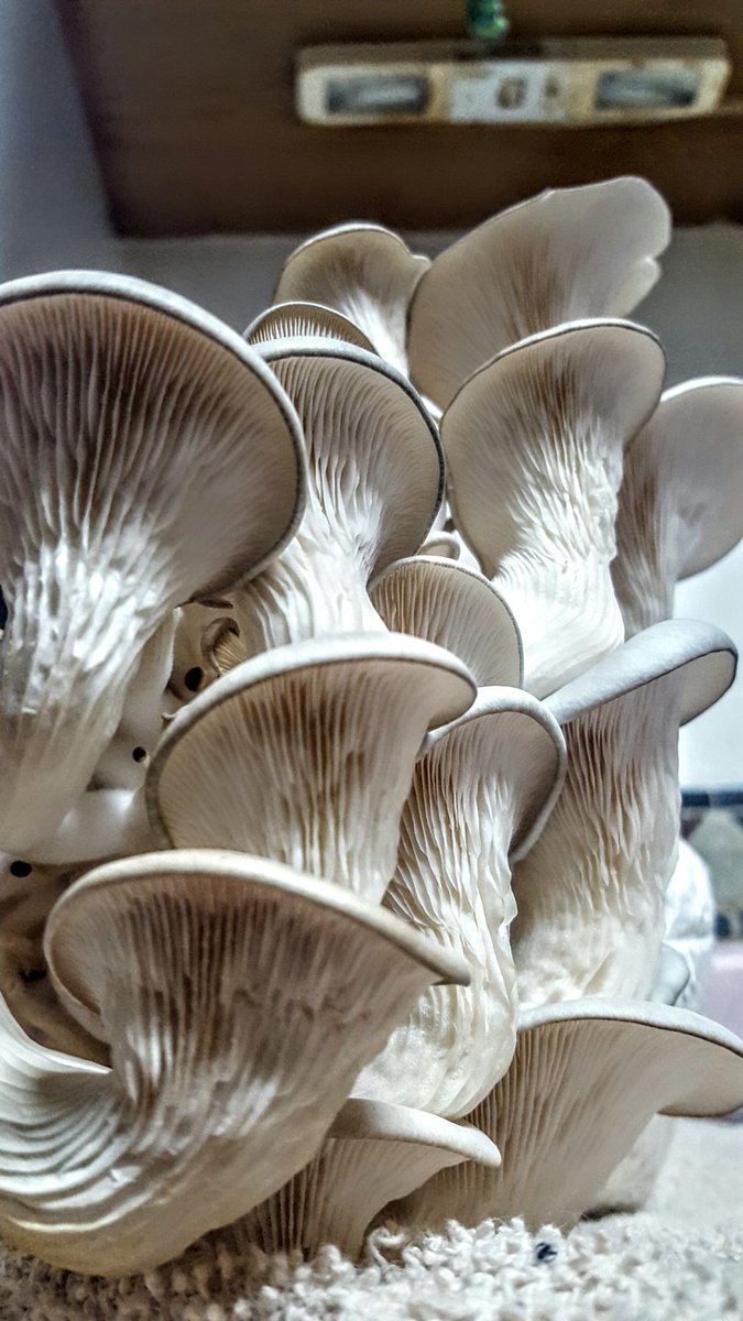 WolfmanSTL's tweet photo. #oystermushroom #harvest #gardening #mycelium #mycology #mushroomsociety #mushroom #fungi #urbangarden https://t.co/SeBPp8X8dA