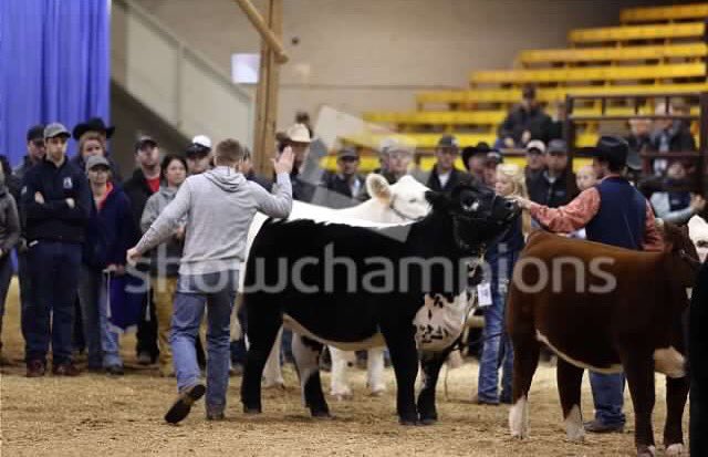 There nothing better then seeing this view this is what we shoot for this is what we strive for #greatcattle