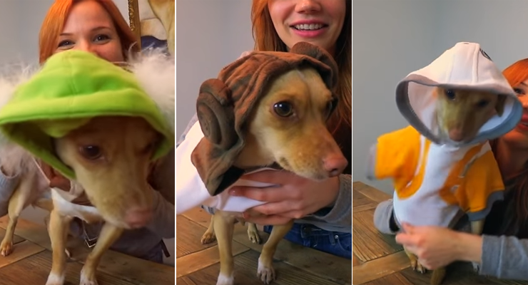 LifeWithDogsTV's tweet image. Dog tries On Star Wars costumes
bit.ly/1JxYYFb