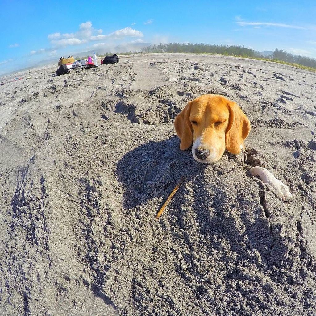 iamCJL's tweet photo. Campbell loves Sand!
#sandbathing #beach #campbell #surfing #dog #nature #sand #shotofthe… https://t.co/ycJX6PbYTM https://t.co/IM5WmMy2ZJ