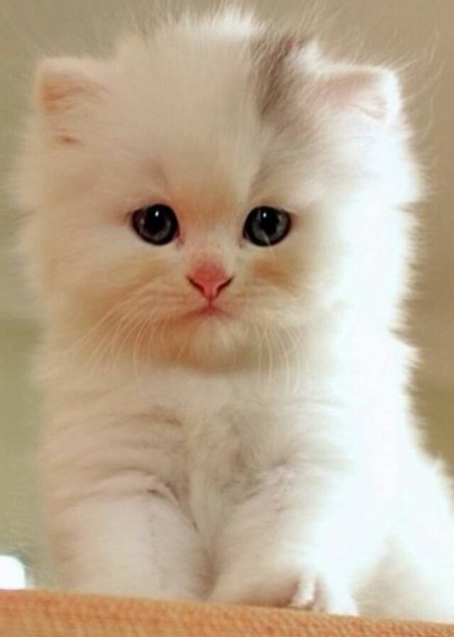 Awww_Pets's tweet photo. https://t.co/Kbf14TFFmW