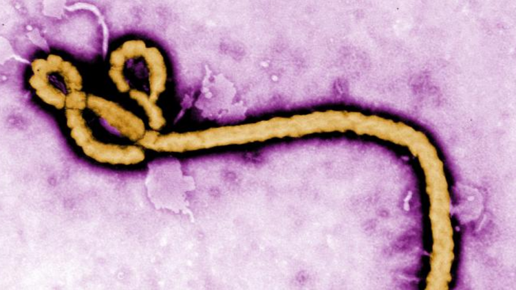 latimes's tweet photo. California ends Ebola monitoring of travelers returning from West Africa https://t.co/BOr4dDCR3H https://t.co/cPl3aMrrg0