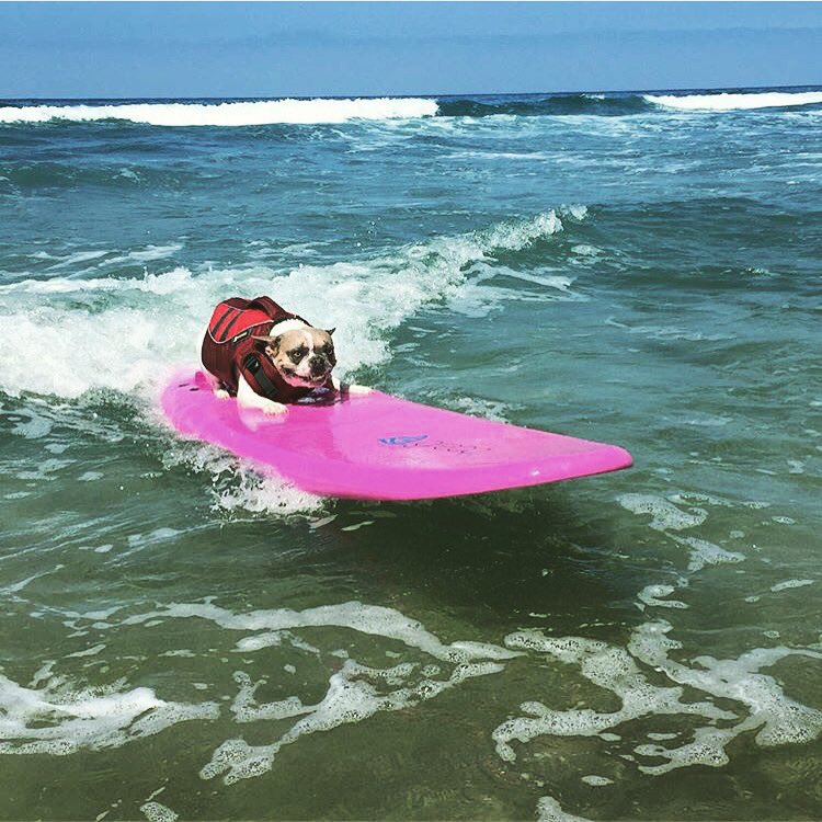 GrecoSurf's tweet photo. The coolest dog around ! #GrecoSurf https://t.co/L2G6UwxFUH