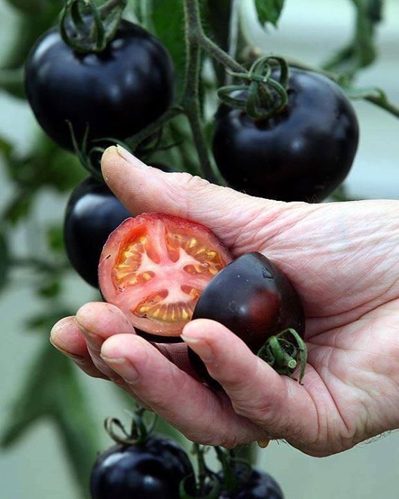 Nous avons reçu nos belles tomates d'hiver! Venez les déguster dès maintenant! -Helena❤️🇵🇹