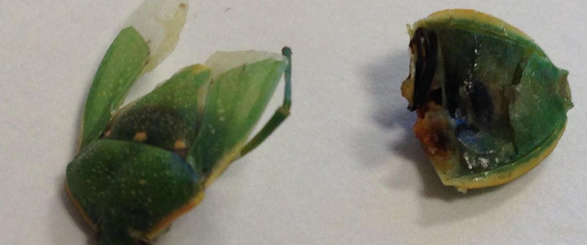 ABC's tweet image. Woman says she found bug in Smart Ones Weight Watchers packaged meal after biting it in half abcn.ws/1RwdyOW