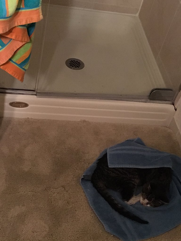 debinorton's tweet photo. Tonight Ed wanted a shower. Yesterday, bath. Is he working on his "bucket" list? #cats #cancerkitty #CatsOfTwitter https://t.co/yopxHnAgRB