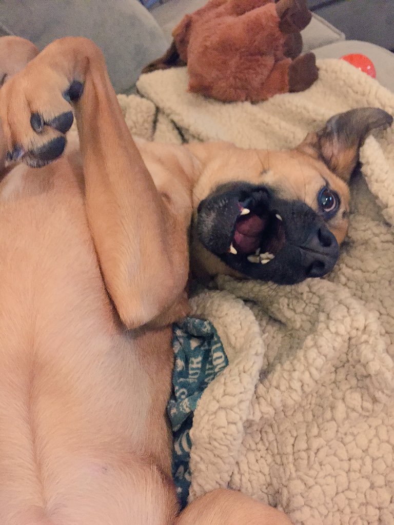 MabeltheMutt's tweet photo. Hey! What are y'all doing? https://t.co/4gGYRS70sG