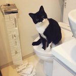 ネコ飼っている人が共感する【ネコあるある】!