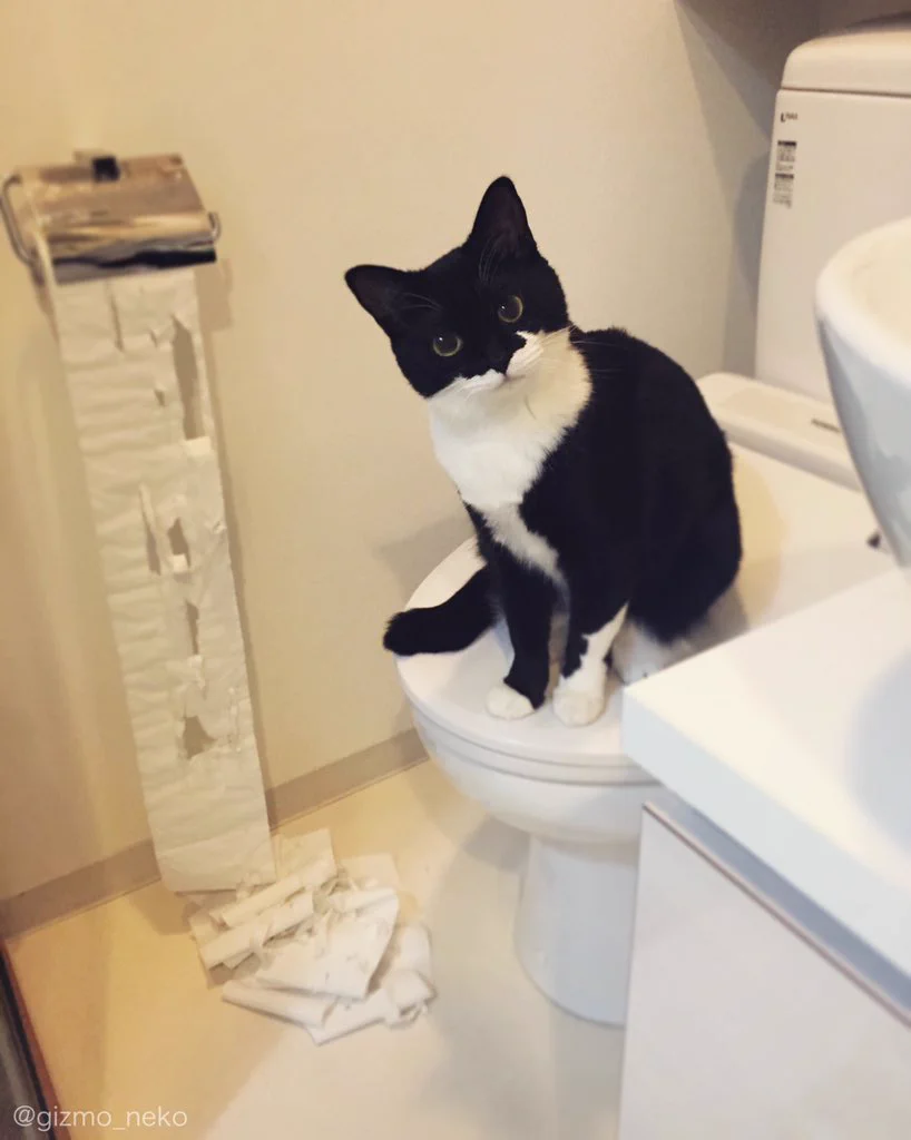 ネコ飼っている人が共感する【ネコあるある】ｗｗｗ