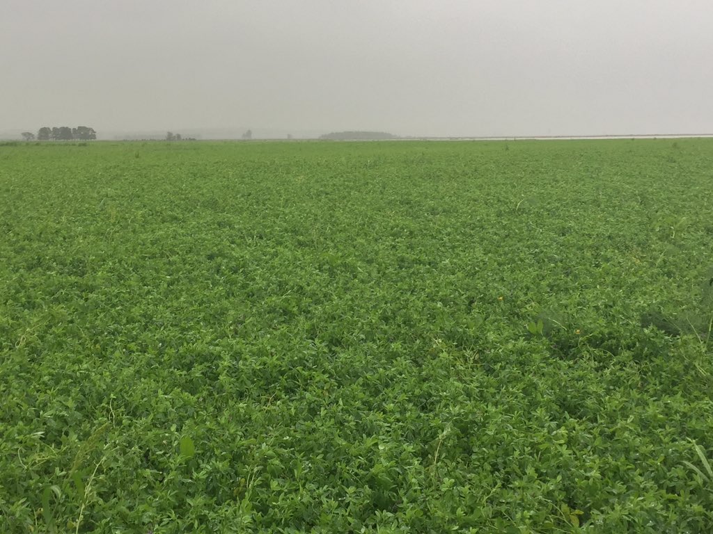 BelindaJaneD's tweet photo. Lucerne crop still #underwater ... the #waitinggame to see if it survives continues #farming #flood #Hunter #hope https://t.co/3v2GDBtteo