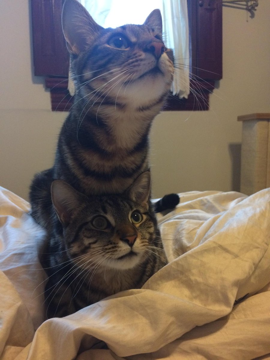 Litter_Kit's tweet image. Stacked kitties LitterKit.com #kitty #litterkit #cat #cats