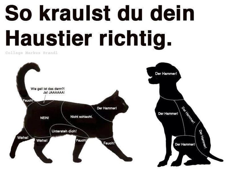 #Katze #Hund