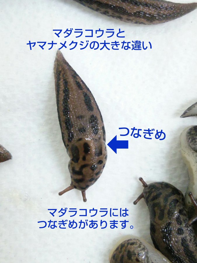 さあ みんなで捜索だ 巨大なヒョウ柄ナメクジ マダラコウラナメクジ を見かけたらナメクジ捜査網に連絡だ カラパイア