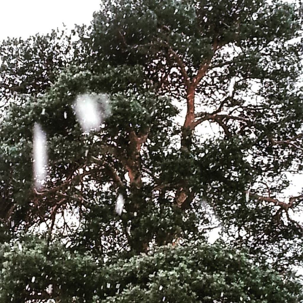 TaikaDahlbom's tweet photo. Jurgen and Helga had a soft landing to their vacay. #winter #frozen #thingstories #snow #p… https://t.co/g8sfk6zako https://t.co/Thq20MxIYV