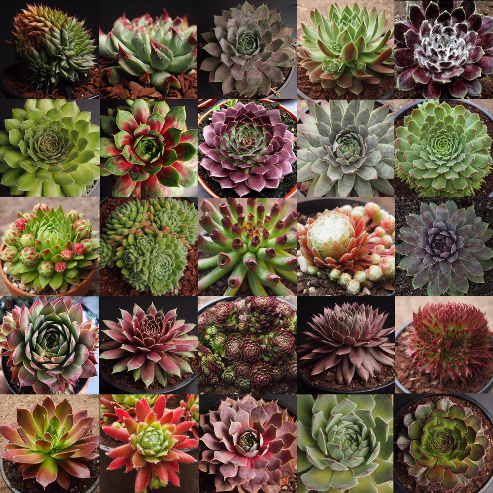 LLGSNC's tweet image. #Semperivum stock updated! 
Dont missed out &amp;gt;&amp;gt;&amp;gt; goo.gl/W7l6HG
#Succulent #Plant #forsale #LLGSNC