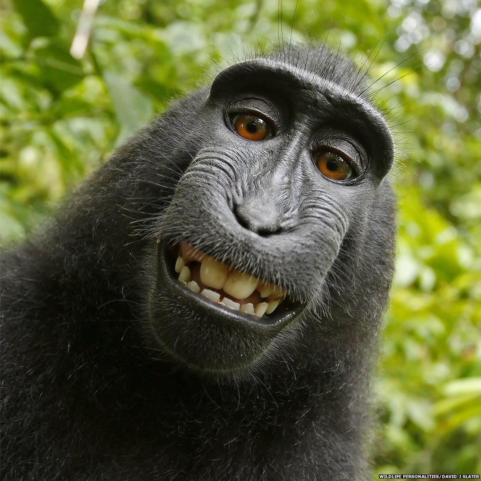 bbcworldservice's tweet photo. Remember me? I took this #selfie but a judge says monkeys can't hold copyrights https://t.co/1ijKTPzhm4 https://t.co/VgqwytQJBB