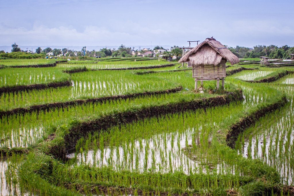 crowdphotoco's tweet photo. Today's #free photo is "Bali Rice Fields" by Alym Amlani at https://t.co/4H1Ec4rx4J https://t.co/G1t6gJ3ksb