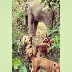 RT #RealStanDavis: j.mp/1zAfMow blesele: '#dogs & #eles #elephantsanctuarybles #elephantparadise #bles…