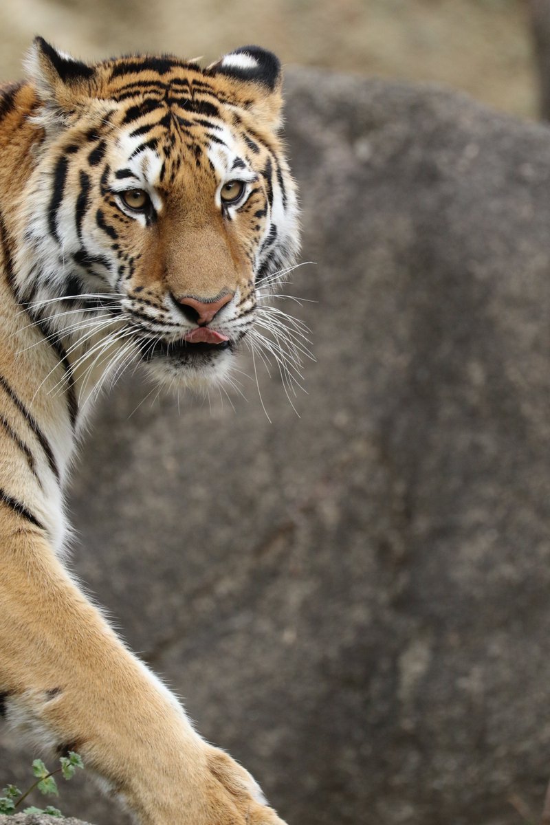 浜松市動物園では 虎と竹の屏風絵さながらの組み合わせが見れて 一休さん 親和性高くてめちゃかっこいいので見て Togetter