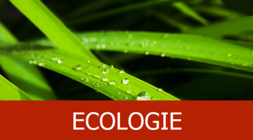 danielesng1's tweet photo. "Rendre le #Congo de plus en plus écologique”
#CongoVert #écologie https://t.co/AImnDIsP2N https://t.co/8kVTYNNus8